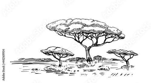 Sketch of the African savanna, landscape with trees. Black outline on white background.  Hand drawn illustration converted to vector.