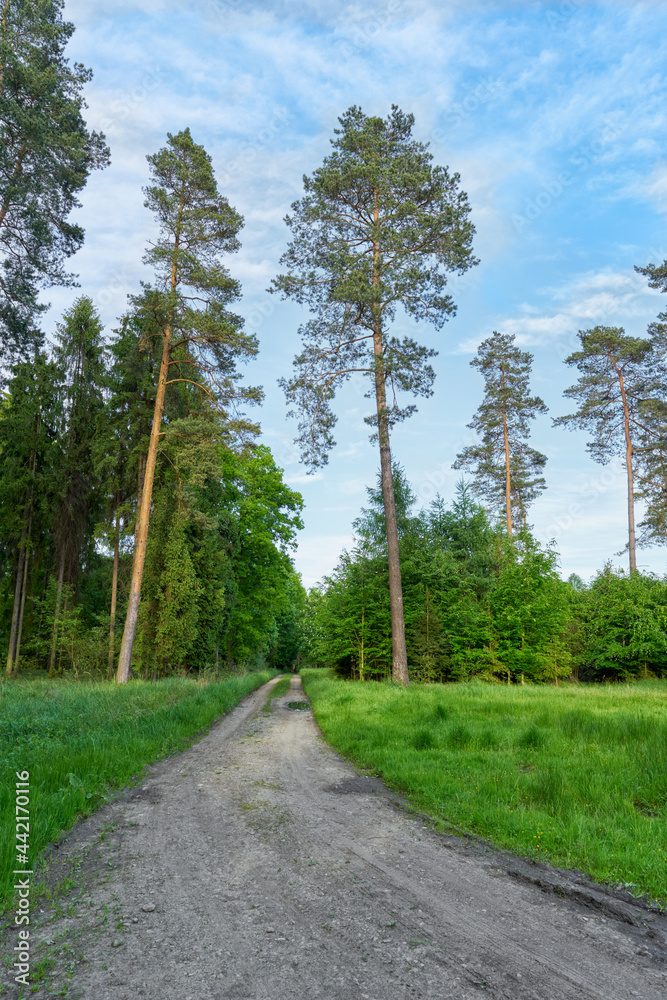 Road in forest. Spring vertical country scenic. Road in forest. Spring vertical country scenic.
