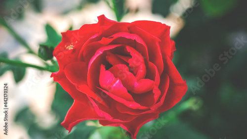 beautiful blooming red Rose flower in blurry nature green blurry background Nature screen copy-space