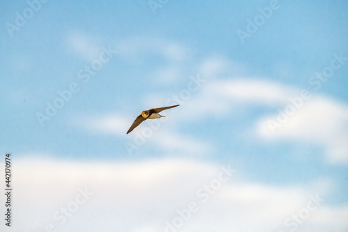 Bank Swallow Riparia riparia in Flight with lots of room for a title