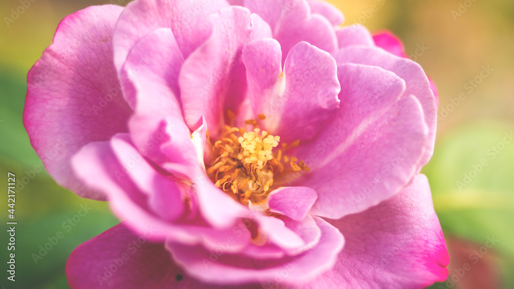 closeup beautiful blooming pink Rose flower in blurry nature green blurry background Nature screen copy-space