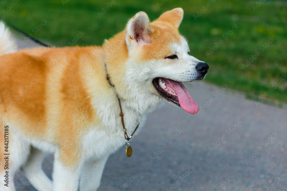 Akita Inu dog sits on a gray asphalt road near to a green lawn Akita Inu dog sits on a gray asphalt road near to a green lawn