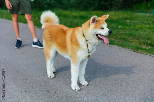 Akita Inu dog sits on a gray asphalt road near to a green lawn