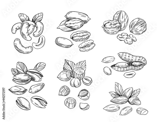 Hand drawn sketch style nuts. Pistachio, almond, walnut, pecan, cashew, hazelnut, macadamia and brazilian nut. Vector doodle illustrations. Black outline isolated photo