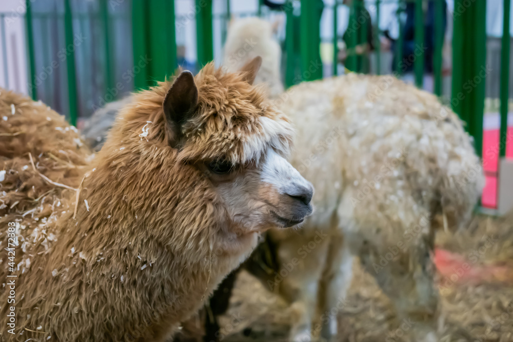 Obraz premium Portrait of brown alpaca at agricultural animal exhibition, trade show. Farming, agriculture industry, livestock and animal husbandry concept