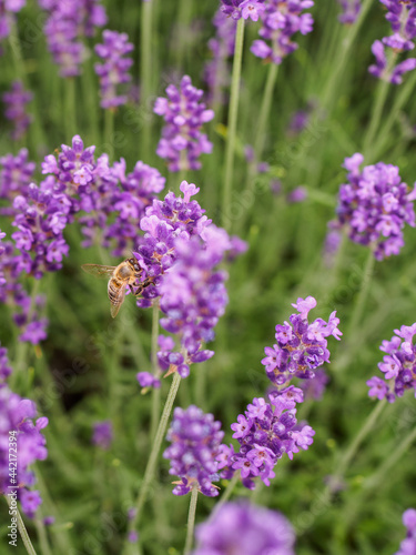 Close up of lavender field. Bee insects collects pollen and nectar. Close up.