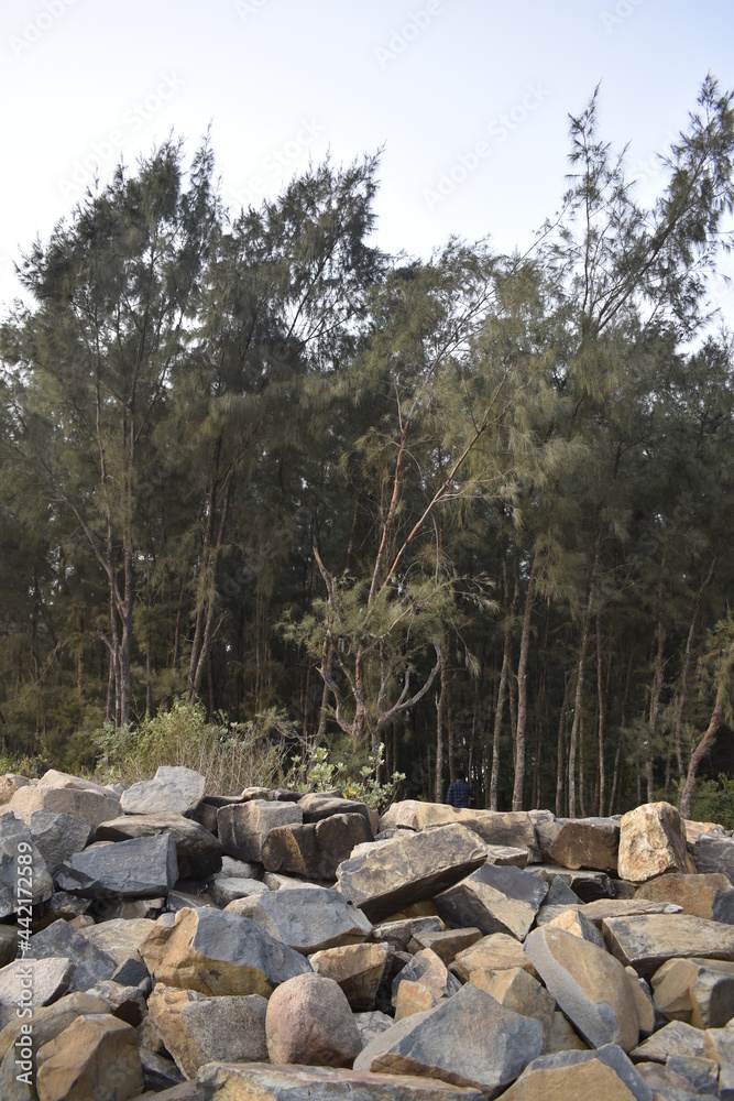 Fototapeta premium rocks in the forest