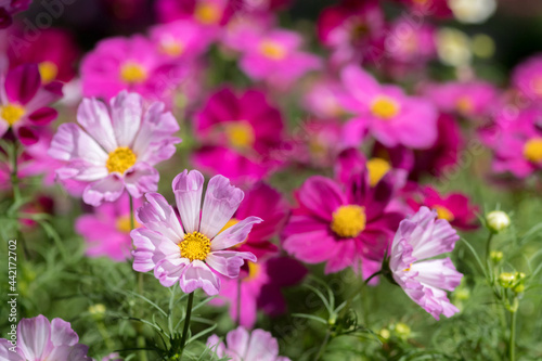 close-up of pink cosmos flowers plants