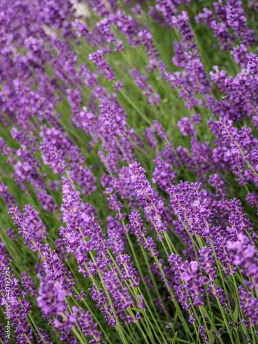 Close up of lavender field. Horizontal shot.