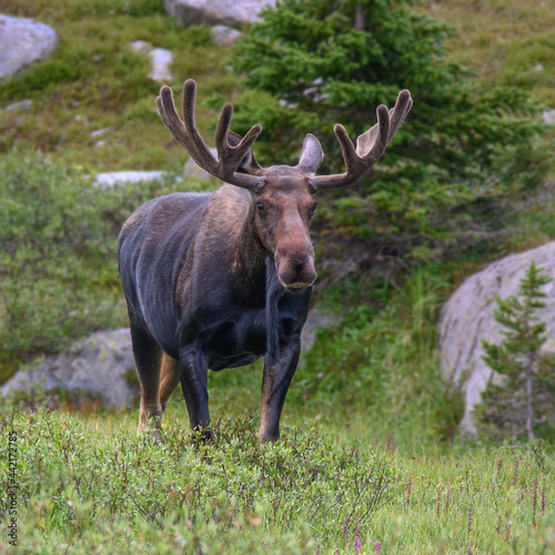 Bull Moose stare