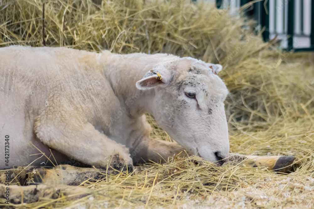 Portrait of cute white sheep eating hay at agricultural animal exhibition, small cattle trade show - close up. Farming, feeding, agriculture industry, livestock and animal husbandry concept Portrait of cute white sheep eating hay at agricultural animal exhibition, small cattle trade show - close up. Farming, feeding, agriculture industry, livestock and animal husbandry concept