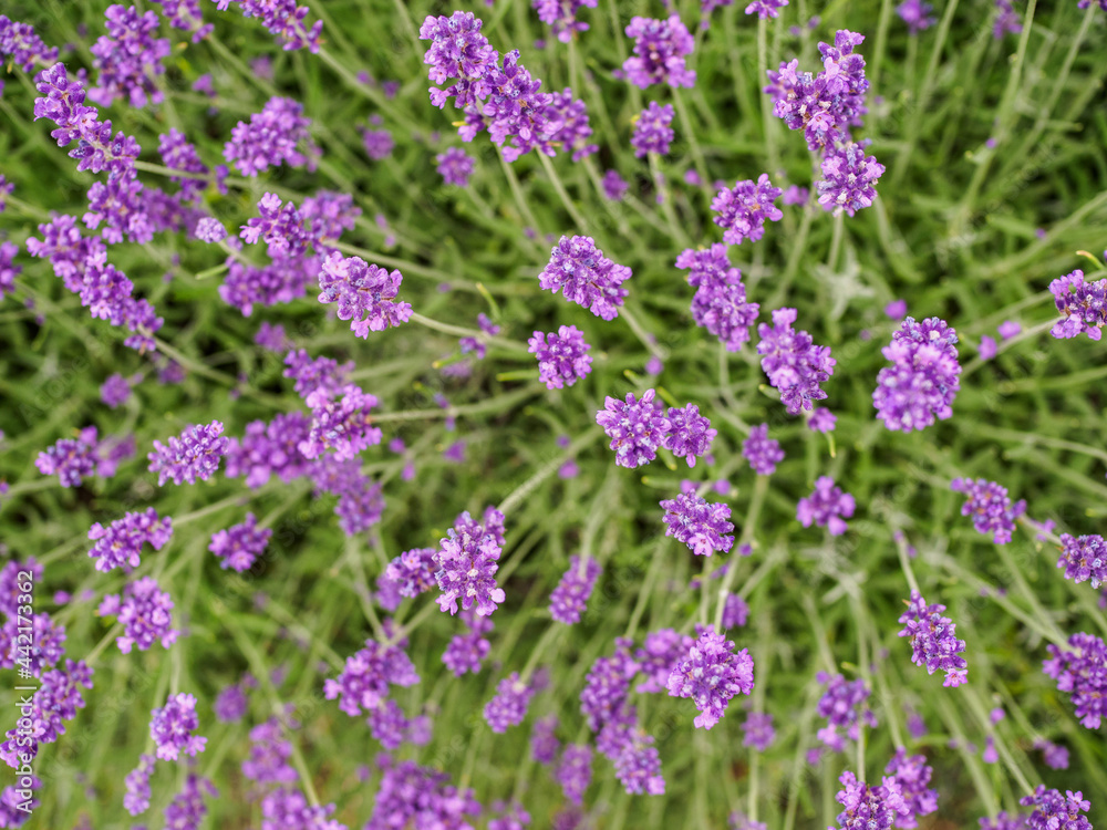 Bee insects collects pollen and nectar on lavender field. Overhead Bee insects collects pollen and nectar on lavender field. Overhead