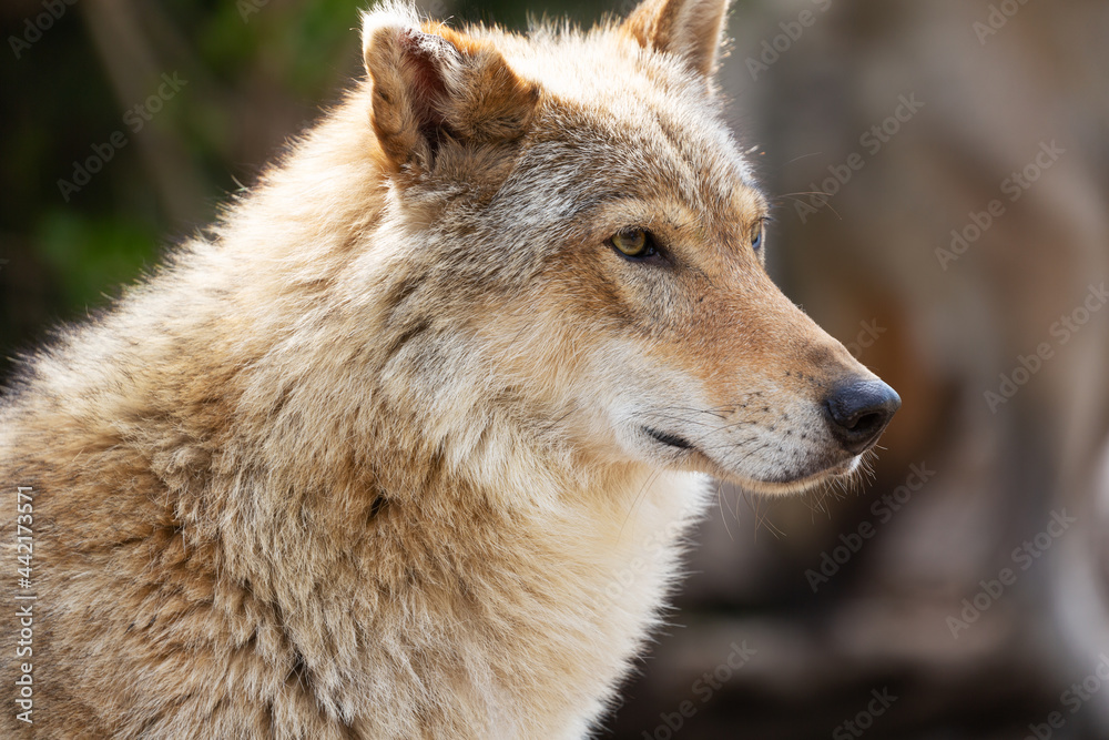 Portrait of grey wolf. Eurasian wolf Canis lupus