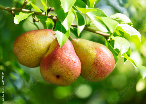 Ripe pears on a branch of tree