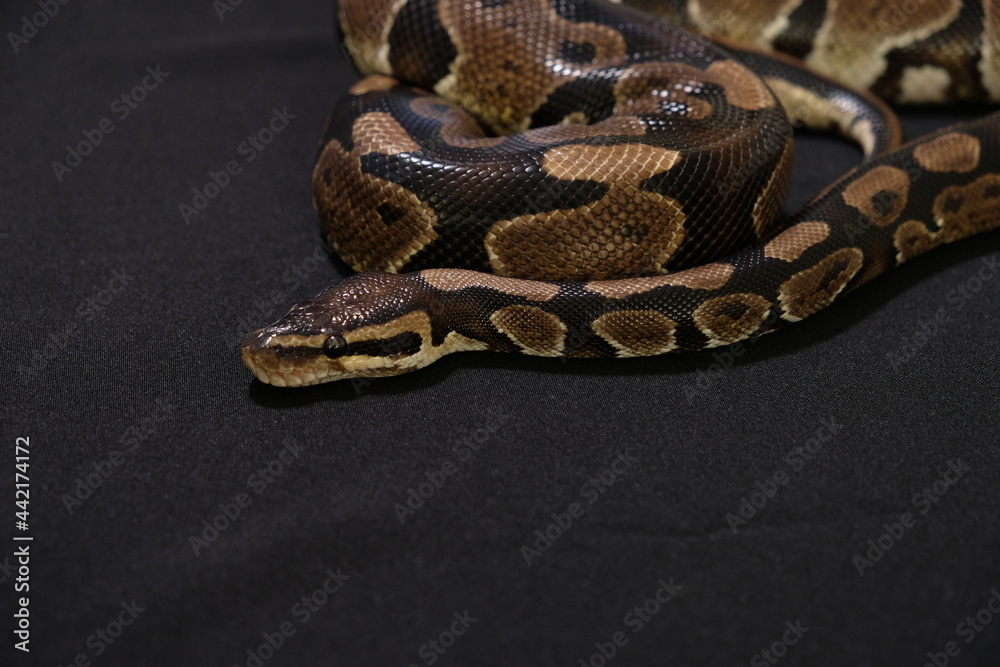 Obraz premium close up of a python