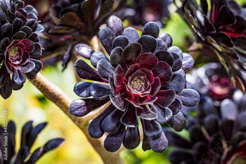 Purple succulent plant, Aeonium Arboreum 'Zwartkop' (Black Rose) photo