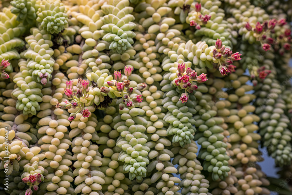 Closeup of succulent plant with small pink flowers Closeup of succulent plant with small pink flowers