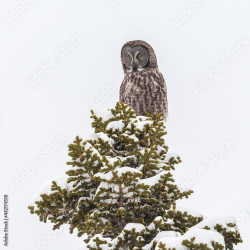 Great Gray Owl in the snow