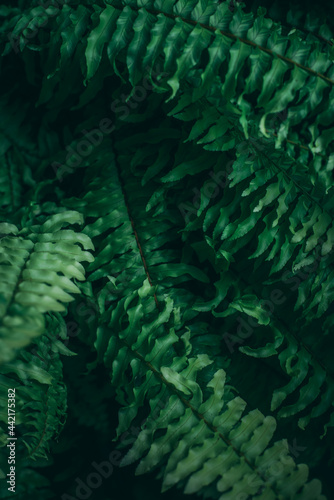 Selective focus beautiful green fern leaves pattern for background with noise and grains.