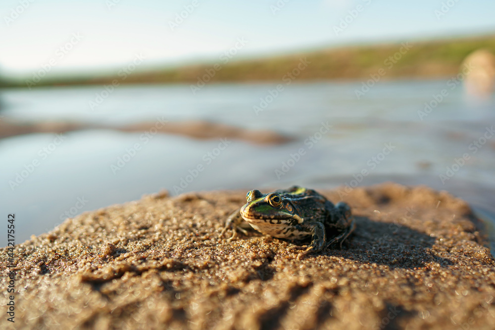 green frog sits on the shore of a reservoir, river or pond in its natural habitat. the animal world. Small depth of field, close-up. Copy space.