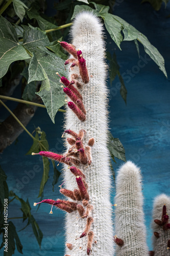 Cactus plant : Cleistocactus strausii Cactaceae 'Tail of the Fox Hybrid' photo