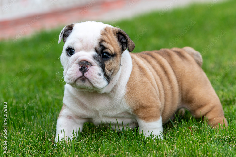 Bulldog puppy standing in the grass