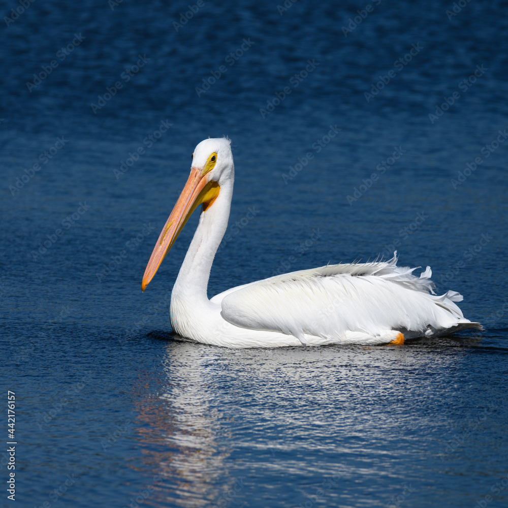 Fototapeta premium white pelican swimming in the water