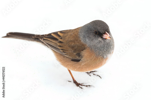 Junco in the Snow