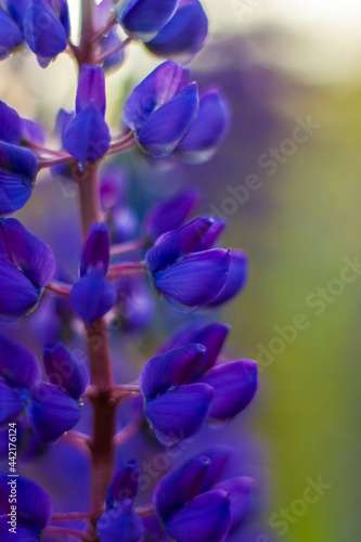 Purple wild lupin Lupinus polyphyllus blooms in a meadow. Flower close-up. Macro photography.