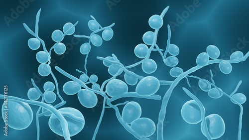 Candida fungi are pathogenic yeasts that are often drug resistant and cause dangerous infections in human body