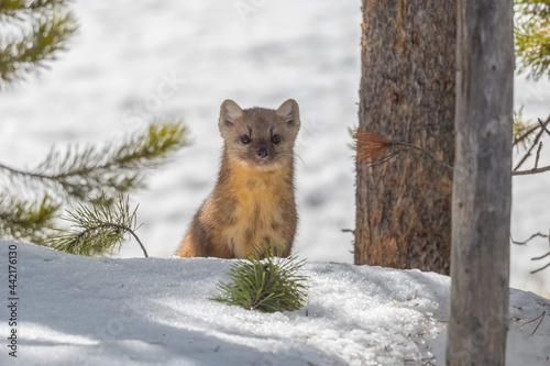 Pine Marten in the Snow