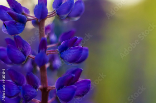 Purple wild lupin Lupinus polyphyllus blooms in a meadow. Flower close-up. Macro photography.