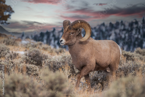 Bighorn Ram at Sunset