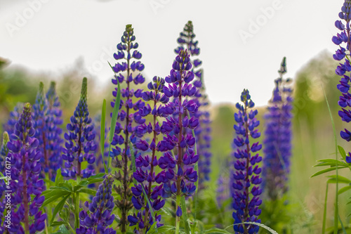 Purple wild lupin Lupinus polyphyllus blooms in a meadow. A field with wild purple flowers.