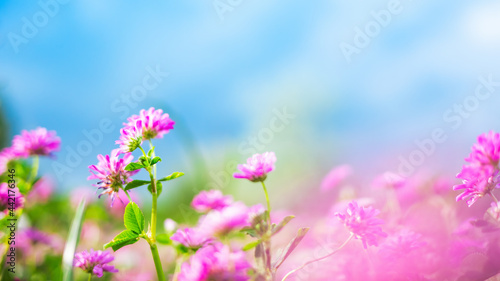 Spring or summer nature background with green grass  wildflowers and blue sky