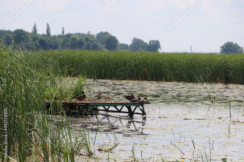 Kaczki na pomoście nad rzeką Narew