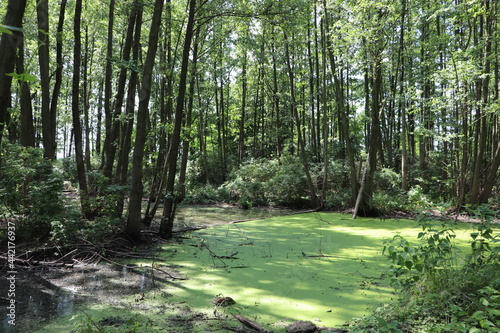 Leśne bagna, zielona woda