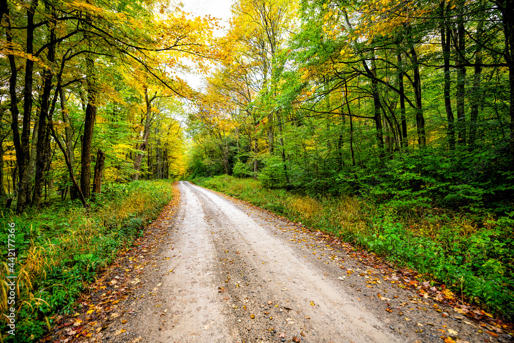 Landscape view of forest in early autumn fall foliage season trees lining dirt road path in Dolly Sods, West Virginia with golden and green leaves Landscape view of forest in early autumn fall foliage season trees lining dirt road path in Dolly Sods, West Virginia with golden and green leaves