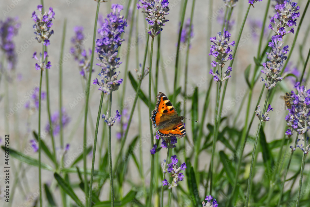 Small tortoiseshell butterfly (Aglais urticae) perched on lavender plant in Zurich, Switzerland Small tortoiseshell butterfly (Aglais urticae) perched on lavender plant in Zurich, Switzerland