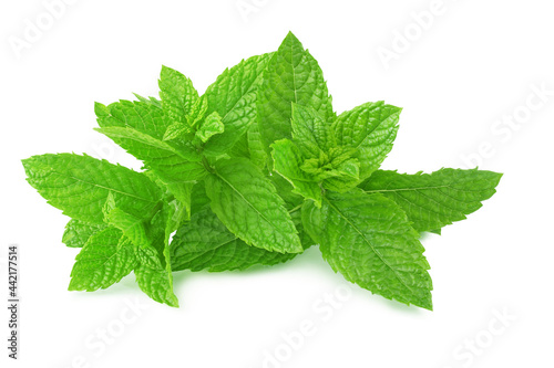 Mint isolated on a white background photo