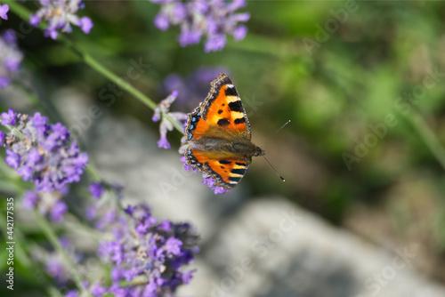 Small tortoiseshell butterfly (Aglais urticae) perched on lavender plant in Zurich, Switzerland