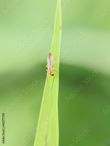 Mosquito in grass find it roadside.