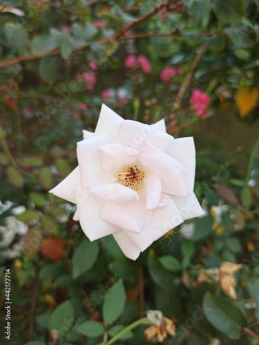 pink rose in garden