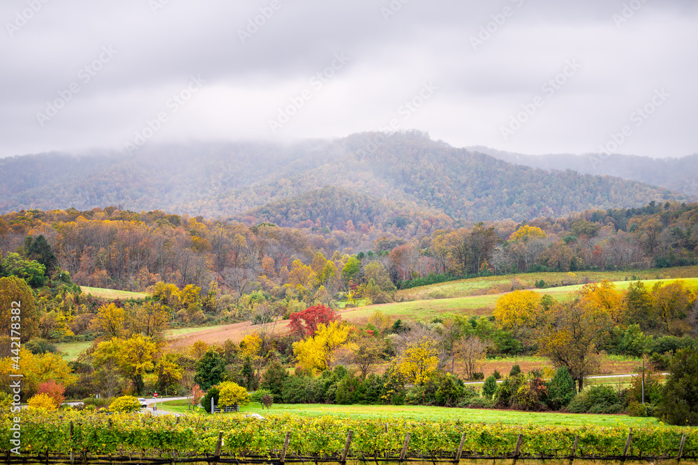 Autumn fall orange foliage season rural countryside landscape at Charlottesville winery vineyard in blue ridge mountains of Virginia with cloudy sky and rolling hills