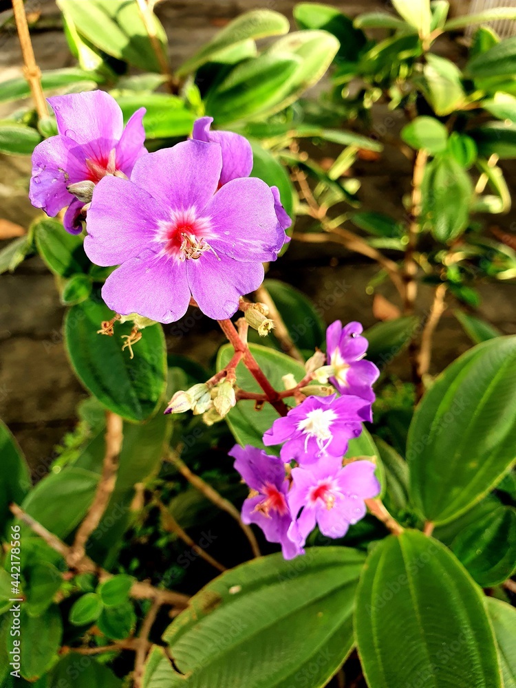 Purple flower Purple flower