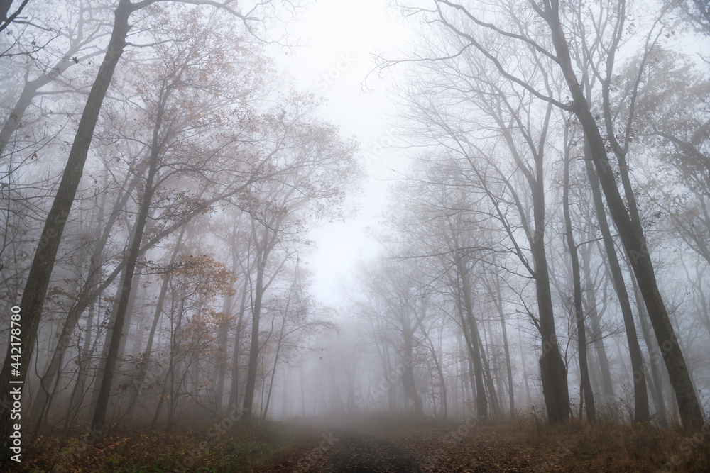 Trees forest woodland in morning fog foggy misty weather on Cedar Cliffs hiking trail road path in Wintergreen Resort ski town in Virginia Trees forest woodland in morning fog foggy misty weather on Cedar Cliffs hiking trail road path in Wintergreen Resort ski town in Virginia