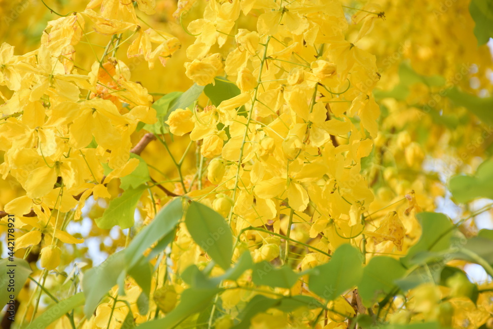 Obraz premium Ratchaphruek flower