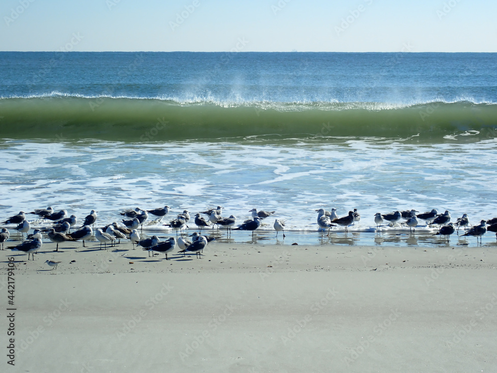 Seagulls resting on a sandy beach