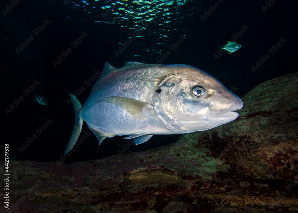 Fototapeta premium A White kingfish (Pseudocaranx dentex) swimming closeup