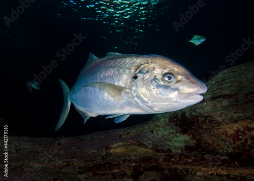 A White kingfish (Pseudocaranx dentex) swimming closeup